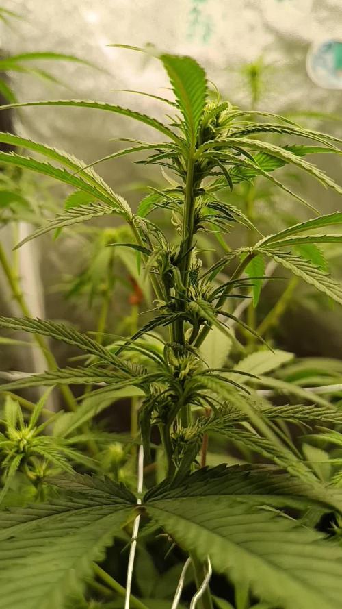 2x FastBuds 1x Barneys Farm