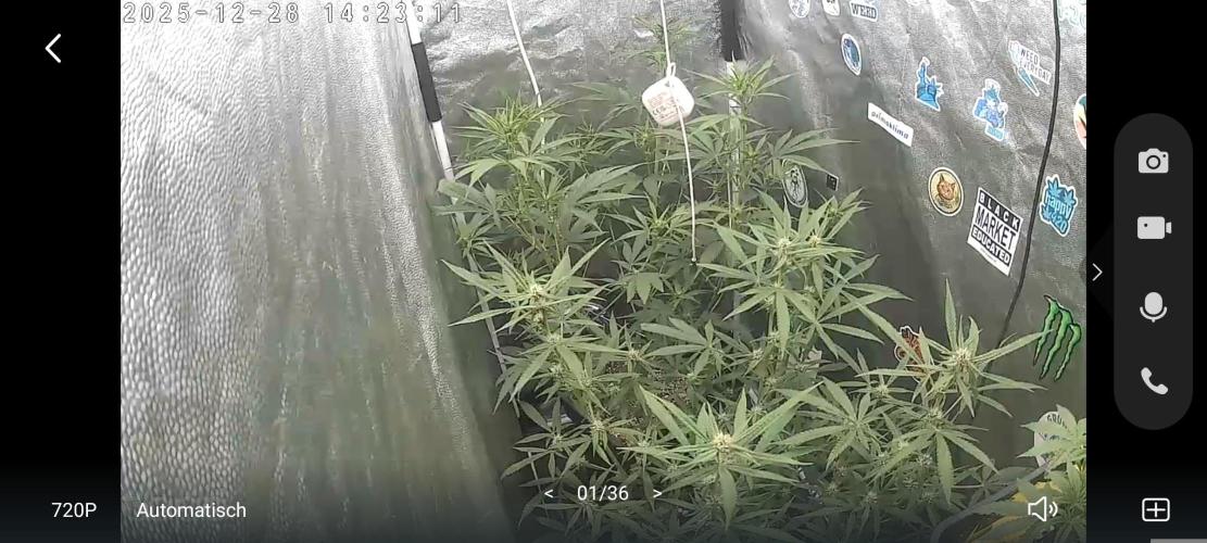 2x FastBuds 1x Barneys Farm. Week 6