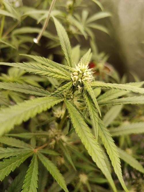 2x FastBuds 1x Barneys Farm. Week 6 - Lemon Cherry Cookies 