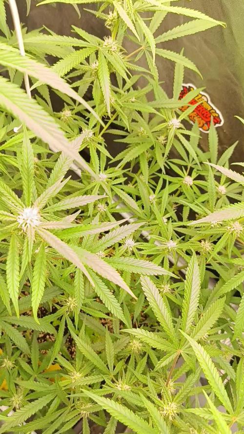 2x FastBuds 1x Barneys Farm