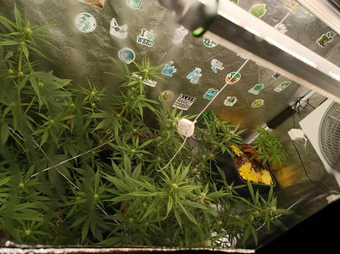 2x FastBuds 1x Barneys Farm. Week 6