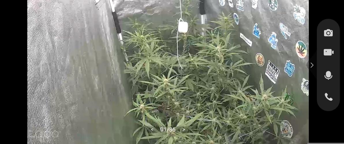 2x FastBuds 1x Barneys Farm. Week 6