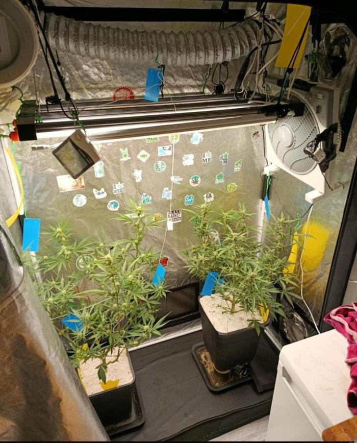 2x FastBuds 1x Barneys Farm. Week 30 - Ich hasse Tripse trauermücken kurz vor Ende der lemon-cherry-coockies z. Kotz.