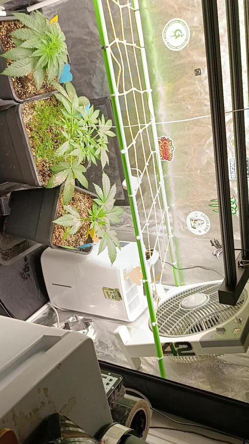 2x FastBuds 1x Barneys Farm