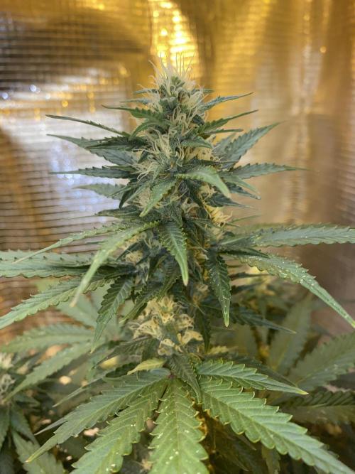 Auto Afghan Kush Feminised. Week 9