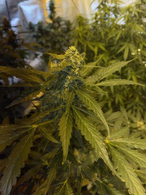 Auto Afghan Kush Feminised. Week 9