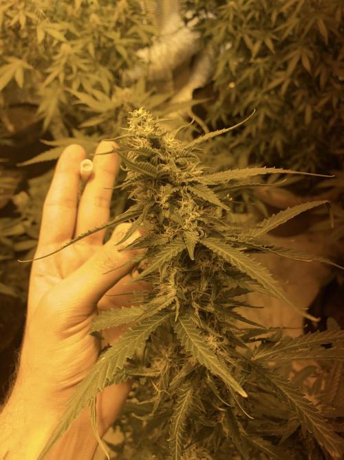 Auto Afghan Kush Feminised. Week 9