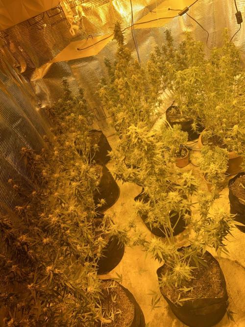 Auto Afghan Kush Feminised. Week 9