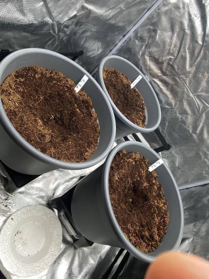 Big Bud / Sensi Seeds. Week 0