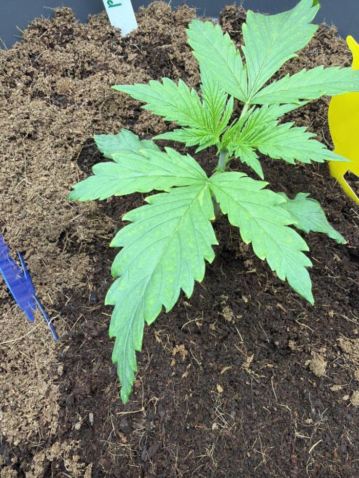 Big Bud / Sensi Seeds. Week 2