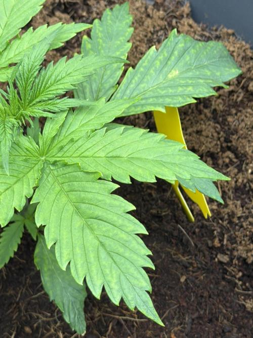 Big Bud / Sensi Seeds. Week 3 - The plant had a few issues with nutrient uptake here, so I gave a little more Co