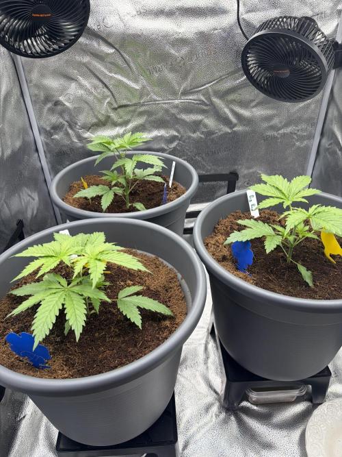 Big Bud / Sensi Seeds. Week 4