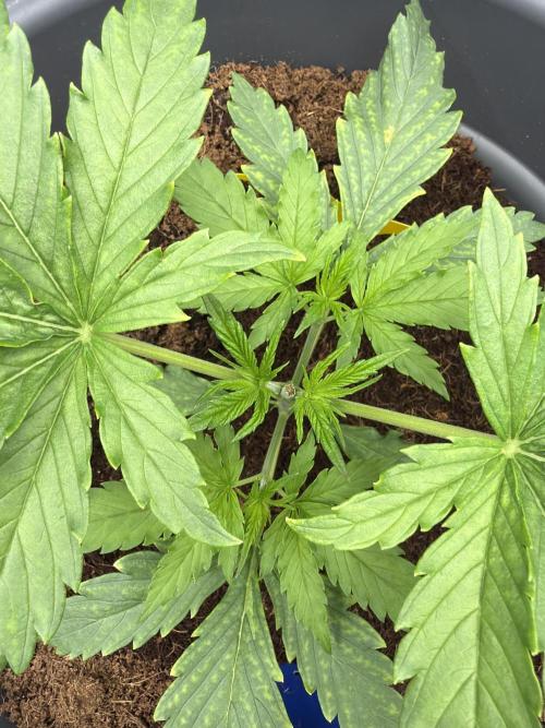 Big Bud / Sensi Seeds. Week 4