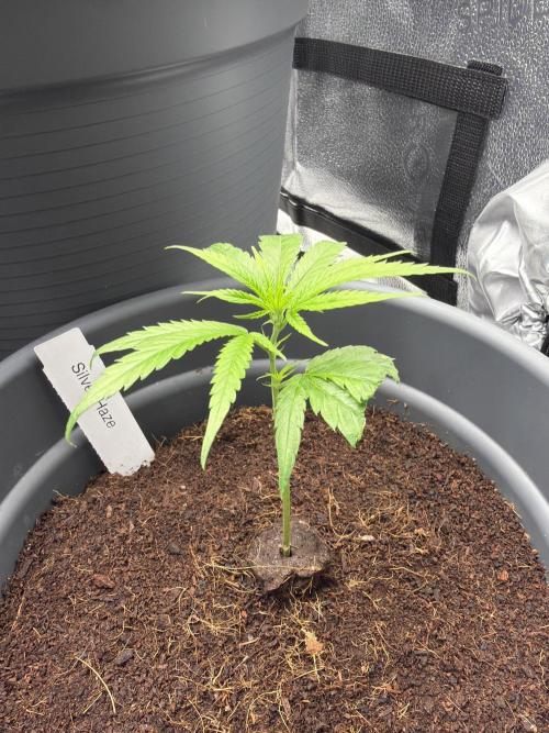 Big Bud / Sensi Seeds. Week 4 - The small Shining Silver Haze was added.