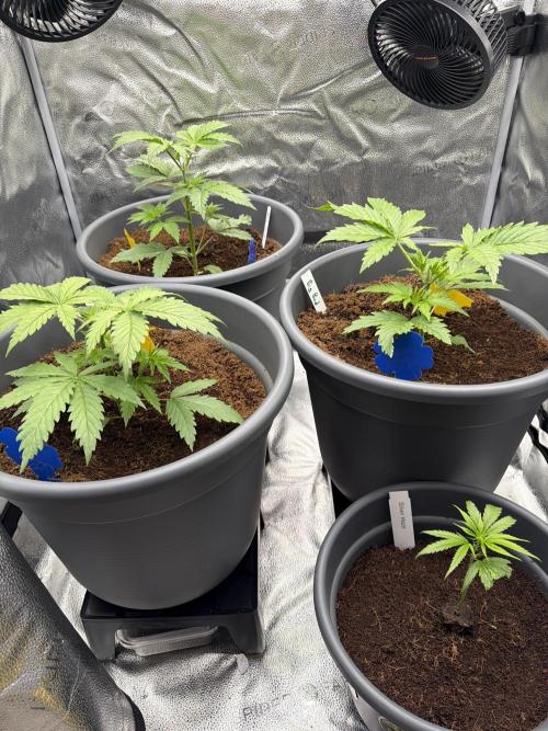 Big Bud / Sensi Seeds. Week 5