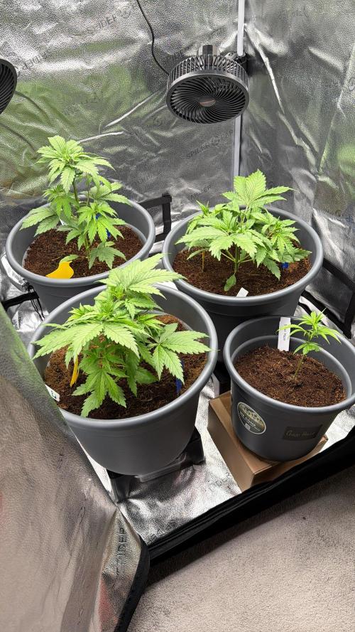 Big Bud / Sensi Seeds. Week 5