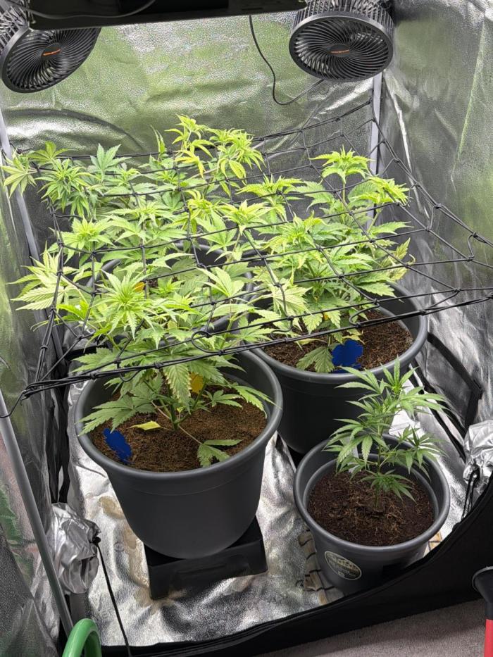 Big Bud / Sensi Seeds. Week 6