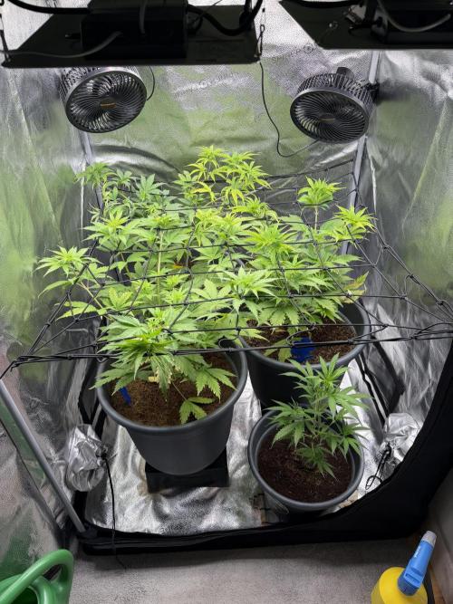 Big Bud / Sensi Seeds. Week 7