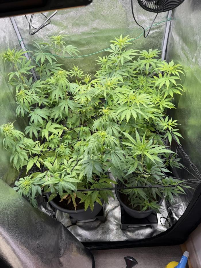 Big Bud / Sensi Seeds. Week 9