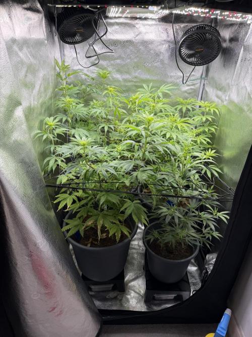 Big Bud / Sensi Seeds. Week 10