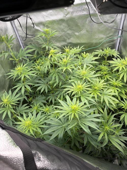 Big Bud / Sensi Seeds. Week 11