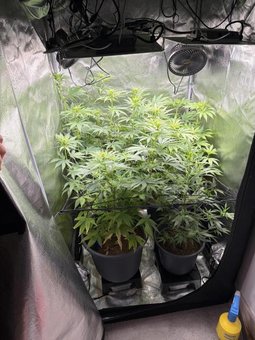 Big Bud / Sensi Seeds. Week 11