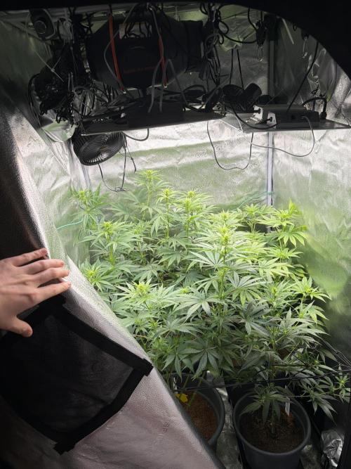 Big Bud / Sensi Seeds. Week 11