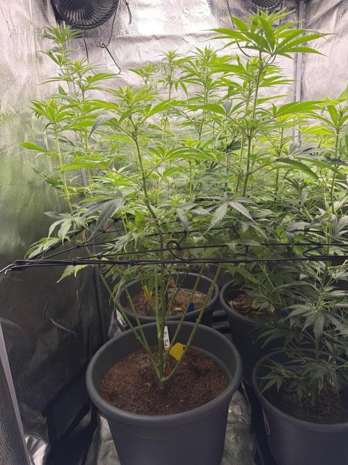 Big Bud / Sensi Seeds. Week 12