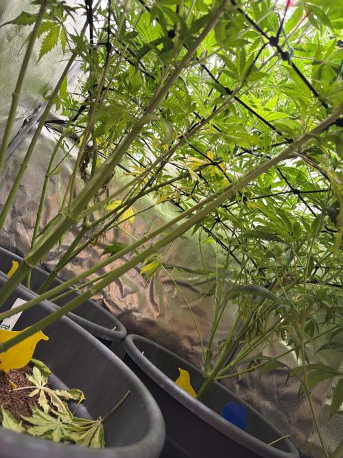 Big Bud / Sensi Seeds. Week 12