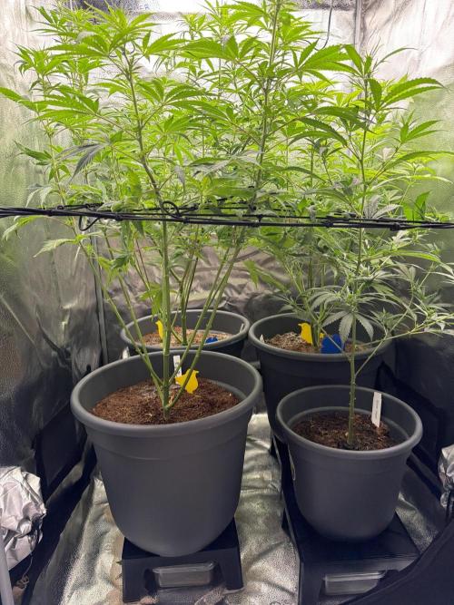 Big Bud / Sensi Seeds. Week 12