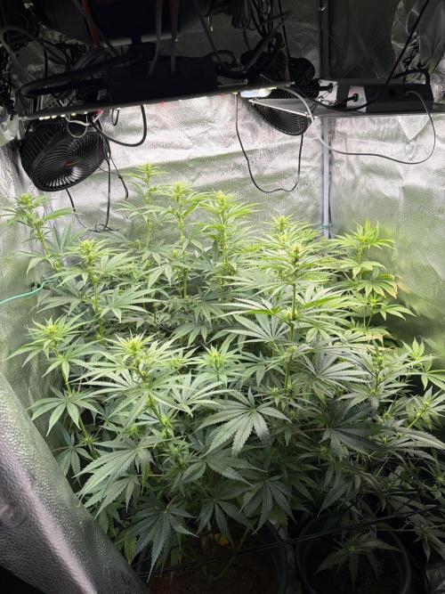 Big Bud / Sensi Seeds. Week 14