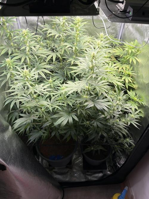 Big Bud / Sensi Seeds. Week 14