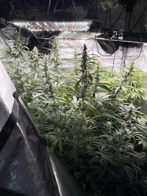 Big Bud / Sensi Seeds. Week 15