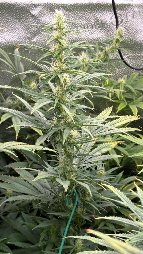 Big Bud / Sensi Seeds. Week 15