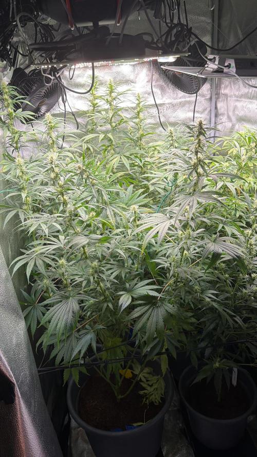 Big Bud / Sensi Seeds. Week 15