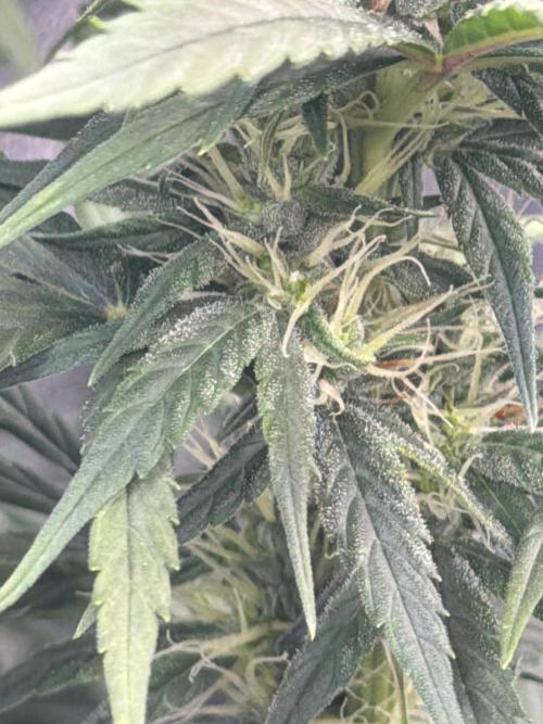 Big Bud / Sensi Seeds. Week 15