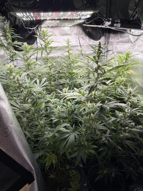Big Bud / Sensi Seeds. Week 15
