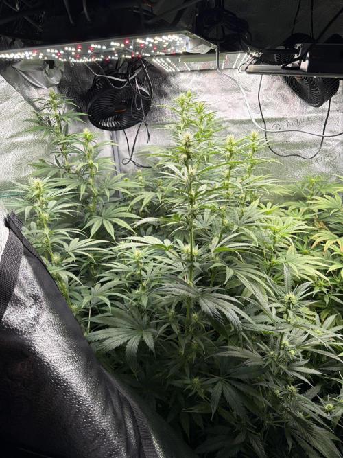 Big Bud / Sensi Seeds. Week 15