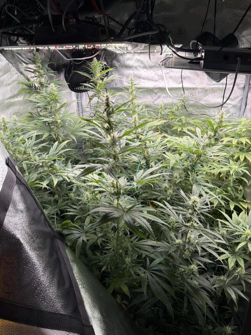 Big Bud / Sensi Seeds. Week 15