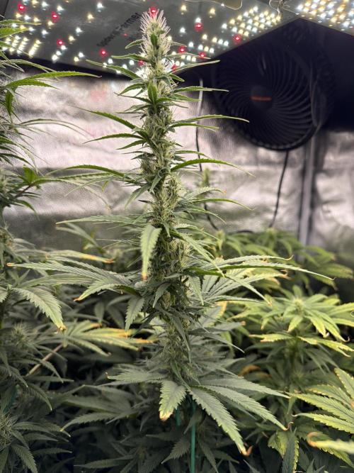 Big Bud / Sensi Seeds. Week 15