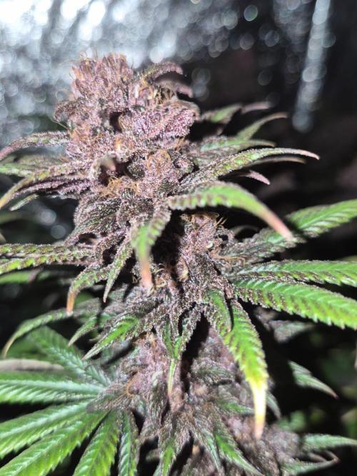 Sour Fruit Tartare F1 - #16. Week 17