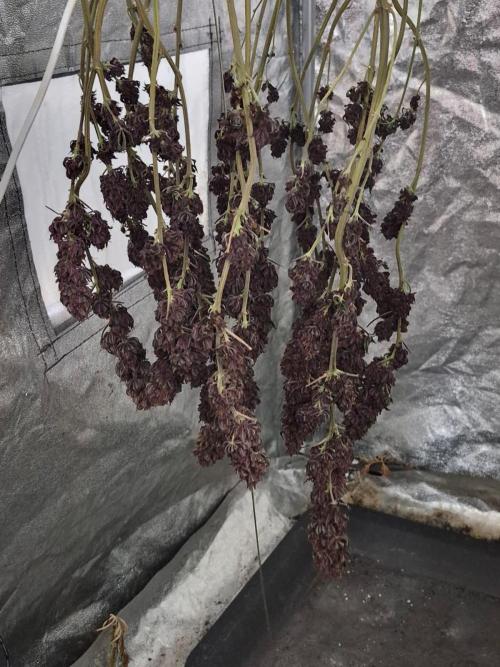 Sour Fruit Tartare F1 - #16. Week 19