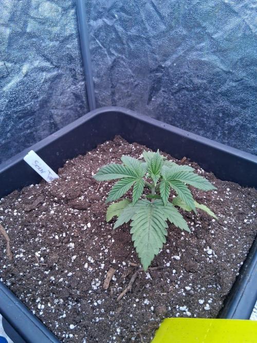 Sour Fruit Tartare F1 - #16. Week 3