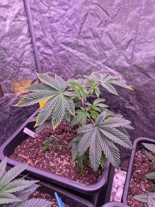 Sour Fruit Tartare F1 - #16. Week 5