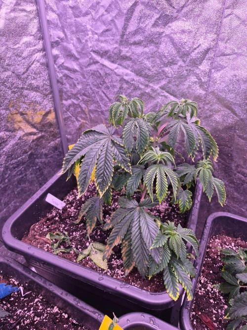 Sour Fruit Tartare F1 - #16. Week 6