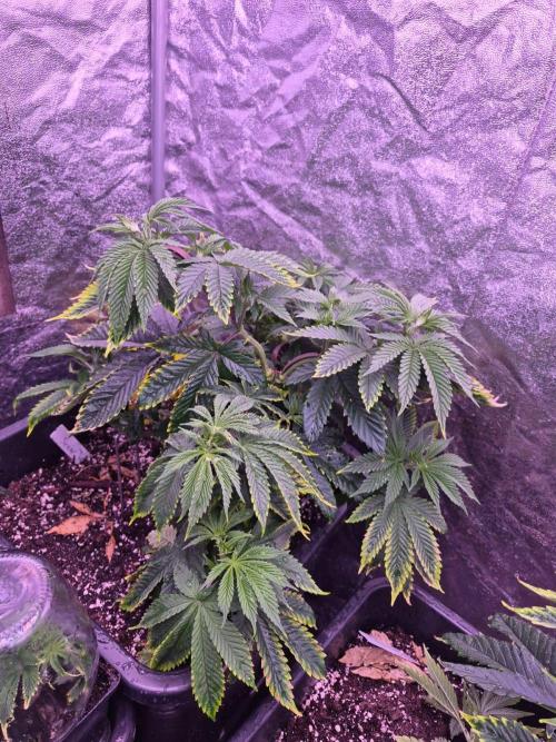 Sour Fruit Tartare F1 - #16. Week 7