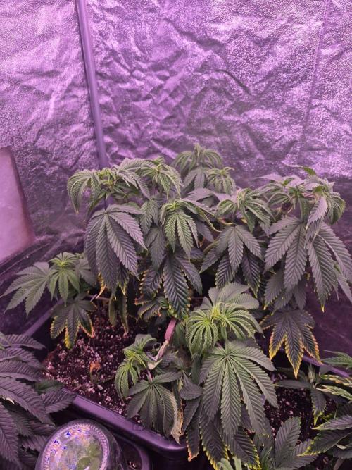 Sour Fruit Tartare F1 - #16. Week 8