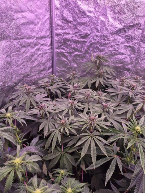 Sour Fruit Tartare F1 - #16. Week 11