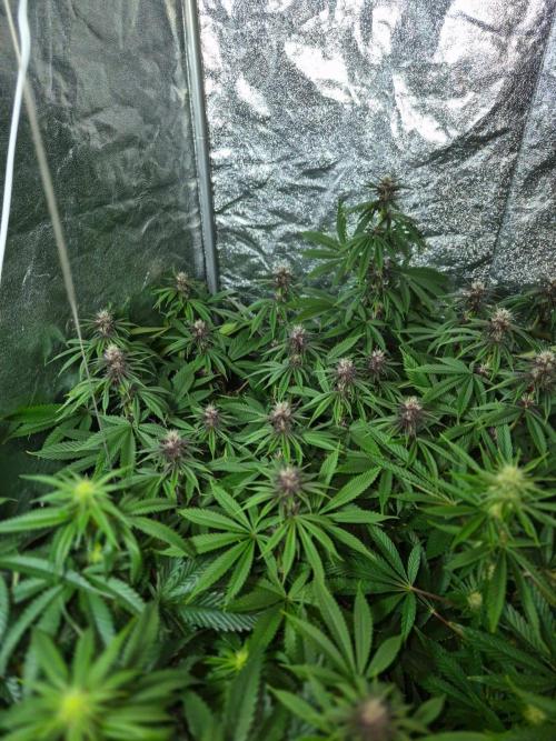 Sour Fruit Tartare F1 - #16. Week 12