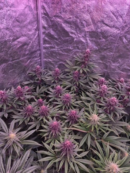 Sour Fruit Tartare F1 - #16. Week 13